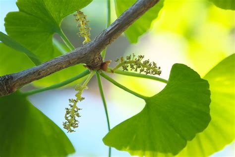 Ginkgo anpflanzen, pflegen & schneiden - Plantura