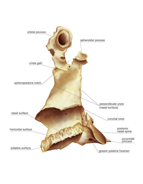 Palatine Bone #5 Photograph by Science Photo Library - Pixels