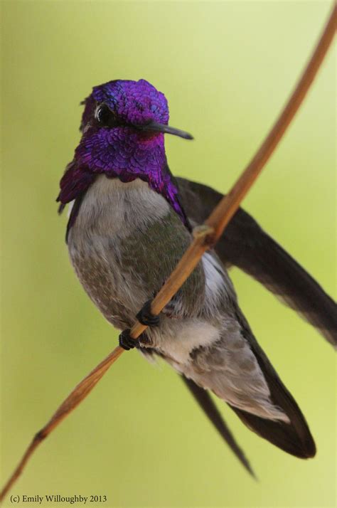 Costa's Hummingbird – Emily Willoughby Art