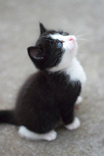 540 Black & White Kittens/Cats ideas in 2021 | kittens, cats, cute cats