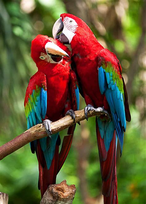 22 Scarlet Macaw Facts: Guide to the Beautiful Ara macao | JustBirding.com