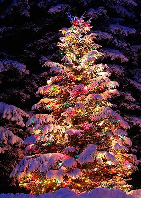 25 Amazing Outdoor Christmas Tree Decorations