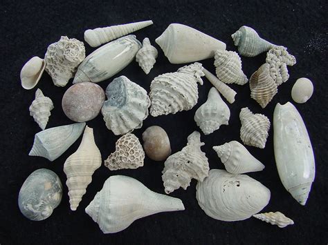 Fossil Shell Collections : Southern Arrow, Fossil Shells From Southern ...