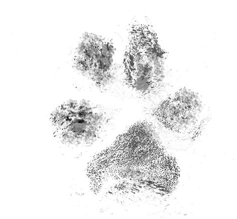 Dog Paw Print, Paw Prints, Dog Paws, Tatting, Doodles, Abstract Artwork ...