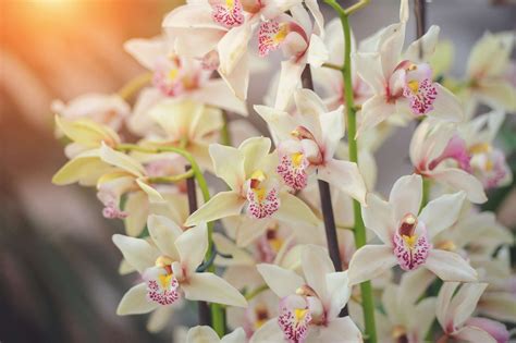 25 Types of Orchids to Use as Houseplants | Types of orchids, Orchid ...