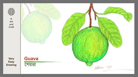 Easy and simple guava drawing/ step by step realistic guava drawing ...