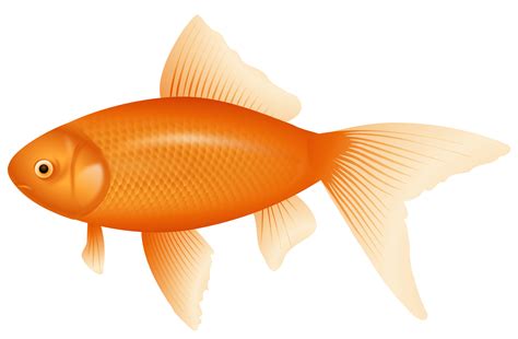 Orange Fish PNG Clipart - Best WEB Clipart