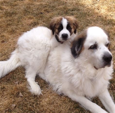 Pin on dogs | St bernard puppy, Exotic pets, Dog mixes