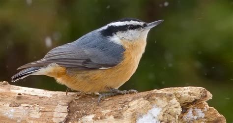 Red-breasted Nuthatch Identification, All About Birds, Cornell Lab of ...