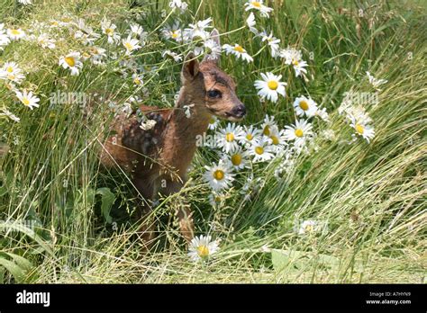 Roe Deer fawn Stock Photo - Alamy