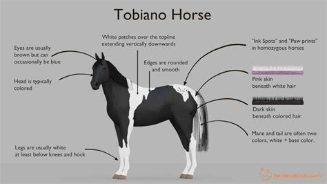 What is a Tobiano Horse? Traits, Genes, and Breeds. | Horses, American ...