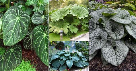 28 Big Leaf Outdoor Plants | Large Foliage Plants