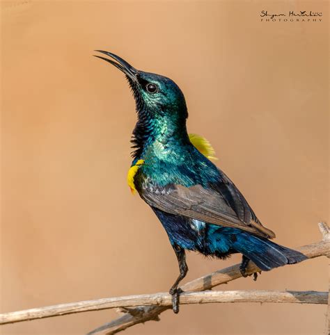 Purple Sunbird (Male) | Bangalore | Shyam Hirurkar | Flickr