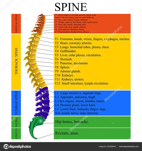 Diagram Human Spine Name Description All Sections Vertebrae Vector ...