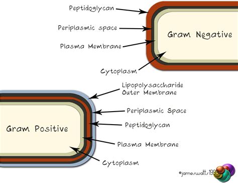 Download Gram-negative/positive - Periplasmic Space Bacteria - Full ...