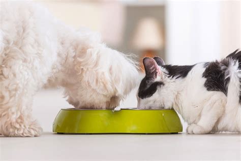 Can Dogs Eat Cat Food? | Daily Paws