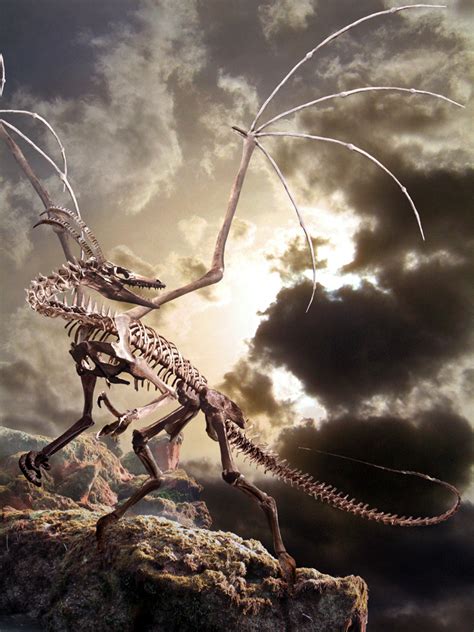 Dragon skeleton by Ahyicodae - Skeletons Photo (3727790) - Fanpop