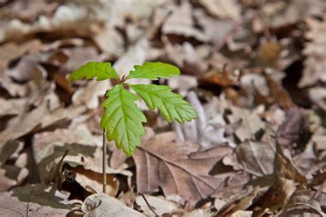 Oak Tree Sapling: How To Grow Plus Where To Buy - Tree Journey