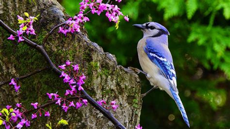 Blue Jay Wallpapers - Wallpaper Cave