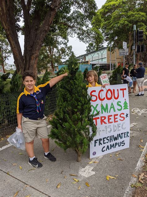 Scout Christmas trees 2021