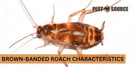 Brown-banded Cockroaches: Facts, Identification, Control - Pest Source