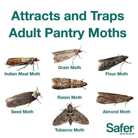 The BEST Way To Get Rid Of Pantry Moths, 47% OFF