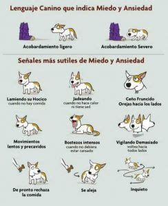 Centímetro Perfecto plan de estudios señales de tu perro No haga flauta ...