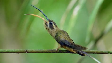 Nature: Long-Billed Hermit’s Mating Dance | Cascade PBS