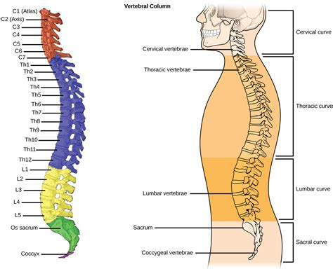 Human Axial Skeleton | Biology for Majors II