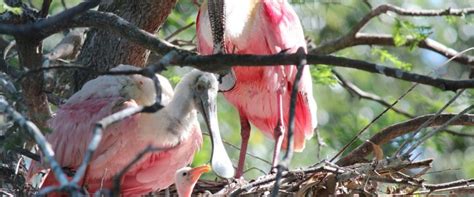 Marco Island Wildlife Archives - Sea Mar Condo - Marco Island Penthouse ...