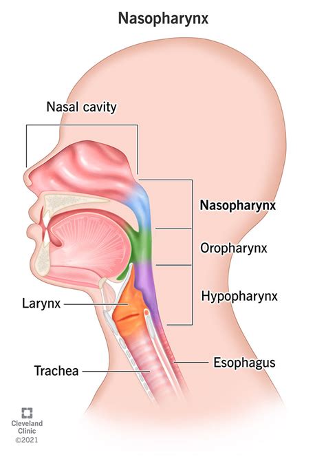 Nasopharynx: What Is It, Anatomy & Function