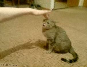 Angry Cat GIF - Find & Share on GIPHY