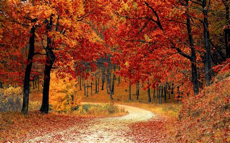 Autumn Forest Path Wallpapers - Wallpaper Cave