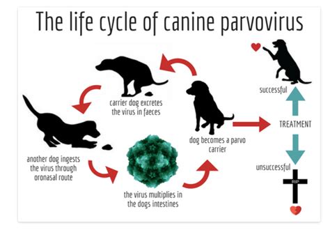 How To Cure Canine Distemper - Aimsnow7