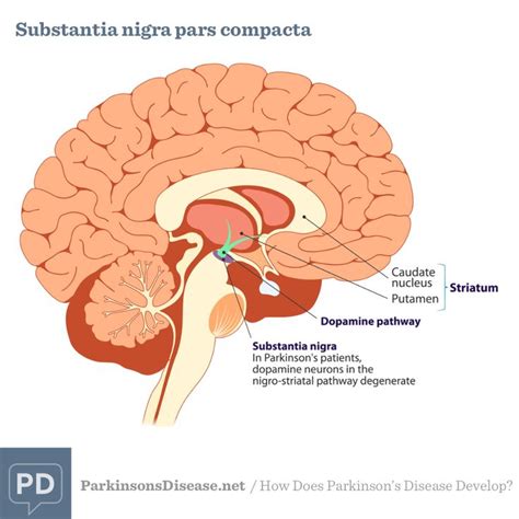 Enteric Nervous System, Autonomic Nervous System, Caudate Nucleus ...