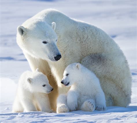 Photos: Polar bear cubs | Canadian Geographic