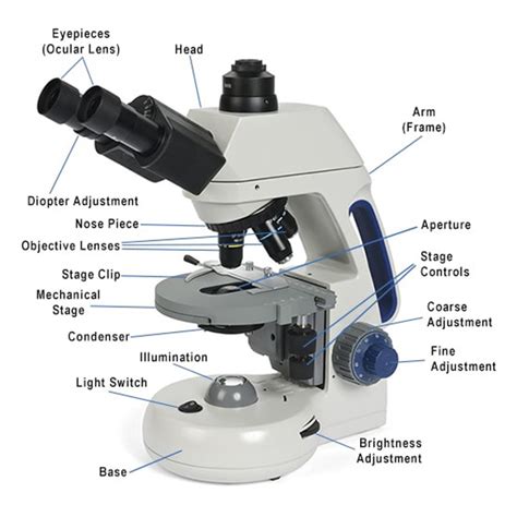 Which Structure Is Best Observed Using a Compound Light Microscope