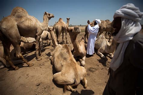 The Booming Camel Trade in the Horn of Africa: Source of Hope