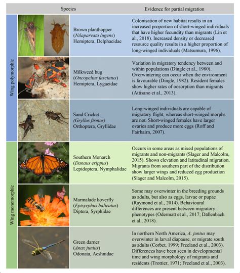 | Examples of insect species where partial migration has been studied ...