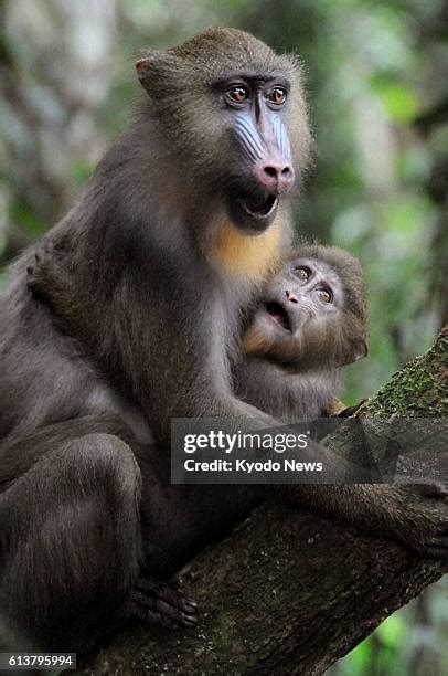 Mandrill Conservation Photos and Premium High Res Pictures - Getty Images