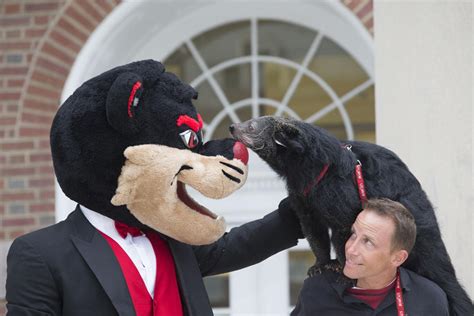 University celebrates 100 years of Bearcat mascot | College Living ...