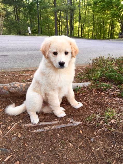 Lab / Golden Retriever Mix … | Golden retriever, Golden retriever lab ...