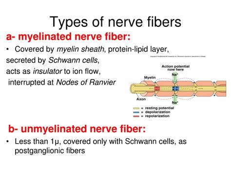 PPT - Nerve and Muscle PowerPoint Presentation, free download - ID:4328928