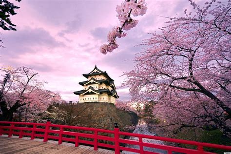 Japanese Cherry Blossom Trees Bursting Into Bloom Make Us Impatient ...