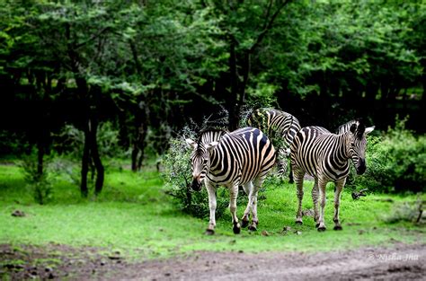 wildlife mauritius | wildlife nature | mauritius | lemonicks