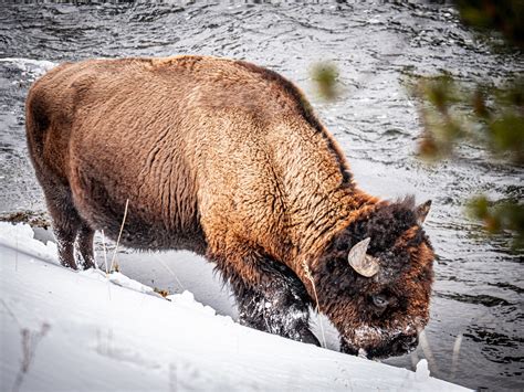 Bison Grazing - Hunter Ellstom Media