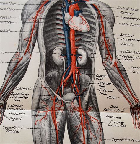 Beautiful Anatomy Human Body Illustration 1923 showing the