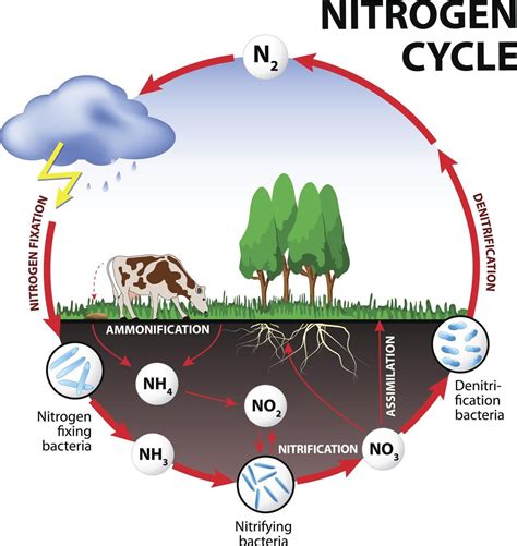 Steps of Nitrogen Cycle There are 5 steps of nitrogen cycle that help ...