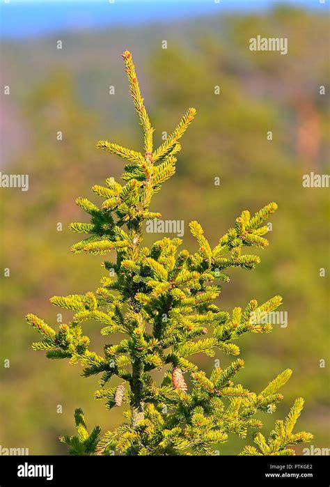 A top of evergreen tree with some cones hanging. Blurred green ...