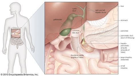 Gallbladder | Bile Storage & Digestion | Britannica